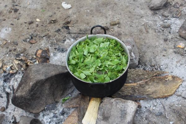 Pentola piena di foglie posta sul fuoco