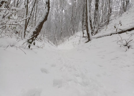 Foresta lituana con passi nella neve